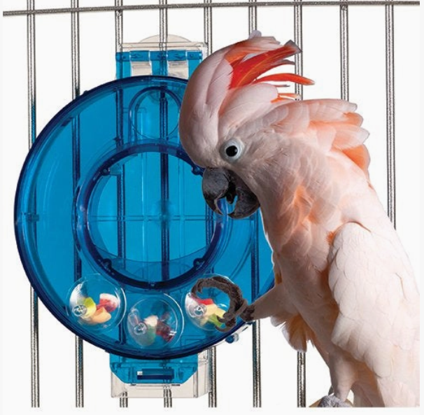 Mastermind Circle Bird Toy